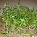 Ріпа насіння мікрозелене (Agrocity)