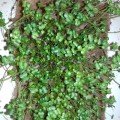 Ріпа насіння мікрозелене (Agrocity)