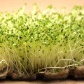 Ріпа насіння мікрозелене (Agrocity)
