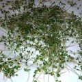 Ріпа насіння мікрозелене (Agrocity)