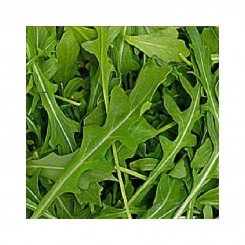Грин Рокет семян рукколы (LibraSeeds)