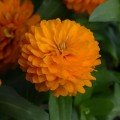 Сахара F1 помаранчева (orange) насіння циннії низькорослої 25-30см (Pan American)