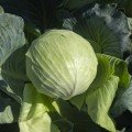 Саксесор F1 насіння капусти білокачанної (Syngenta)