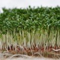 Салатний мікс (3 урожаї) набір для вирощування мікрозелений (Agrocity)