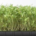 Салатний мікс (3 урожаї) набір для вирощування мікрозелений (Agrocity)