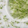 Салатний мікс (3 урожаї) набір для вирощування мікрозелений (Agrocity)