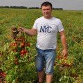 Салерно F1 насіння помідора детермінантного (LibraSeeds)