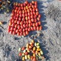 Салерно F1 насіння помідора детермінантного (LibraSeeds)