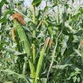 Сансвіт F1 насіння кукурудзи суперсолодкої Sh2 (LibraSeeds)