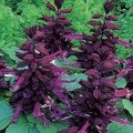 Сенатор насіння сальвії (GL Seeds)