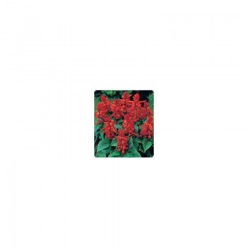 Сельва Hot Red (красная) семян сальвии блестящей (Kitano Seeds)