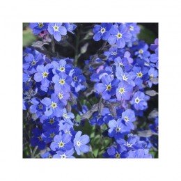 Сільва синя (blue) насіння незабудки (Benary)
