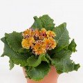 Сірококко F 1 yellow purple насіння примули бахромчатої (Syngenta)