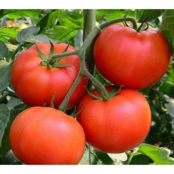 Сицилійське Страва насіння помідора індетермінантного (GL Seeds)