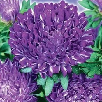 Сива пані синя (Blue) насіння айстри піоноподібної (GL Seeds)