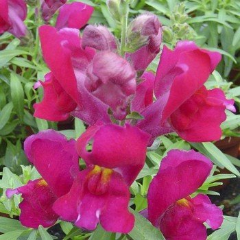 Снеппі F1 фіолетовий (violet) насіння антірінума карликового (Hem Genetics)