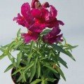 Снеппі F1 фіолетовий (violet) насіння антірінума карликового (Hem Genetics)