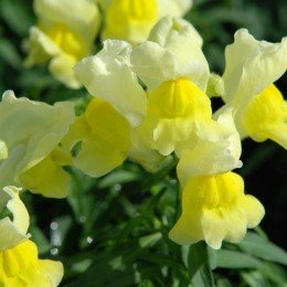 Снеппі F1 жовтий (yellow) насіння антірінума карликового (Hem Genetics)