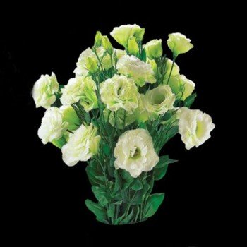 Супер меджик F1 зеленые семена эустомы на срез махр. 70-90см (Takii Seeds)