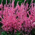 Лімоніум Суворова рожевий (pink) насіння (Moravoseed)