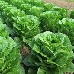 Тіпікал насіння салату тип Ромен (Syngenta)