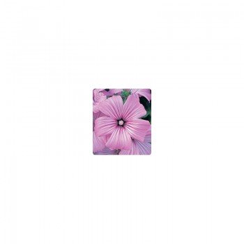 Тисато Splendid семена лаватеры (Kitano Seeds)