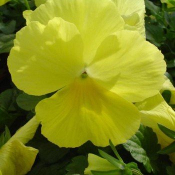 Целло F1 желтая (yellow) семена виолы (Hem Zaden)