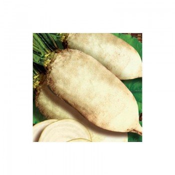 Центауер Полі насіння кормових буряків (GL Seeds)
