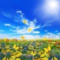 Цветочная мозаика Элит Серия семян цветочной смеси (Hem Zaden)