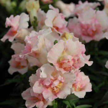 Твінні F1 яблуневий цвіт (apple blossom) насіння антірінума (Hem Genetics)