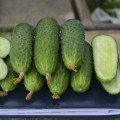 Унікум F1 насіння огірка партенокарпічного (Lark Seeds)