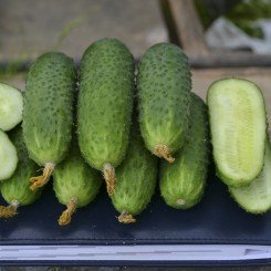Унікум F1 насіння огірка партенокарпічного (Lark Seeds)