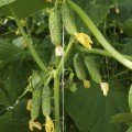 Унікум F1 насіння огірка партенокарпічного (Lark Seeds)