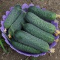Унікум F1 насіння огірка партенокарпічного (Lark Seeds)