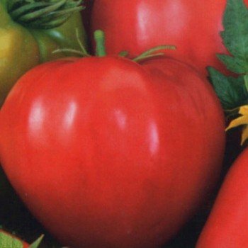 Большая мамочка семян томата индетерминантного раннего сердцевидного красного 220-340 г (Империя Семена)
