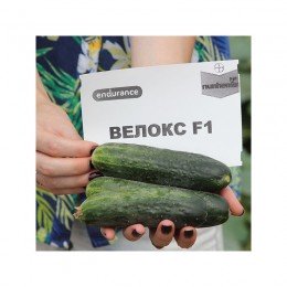 Велокс F1 семена партенокарпического огурца (Nunhems)