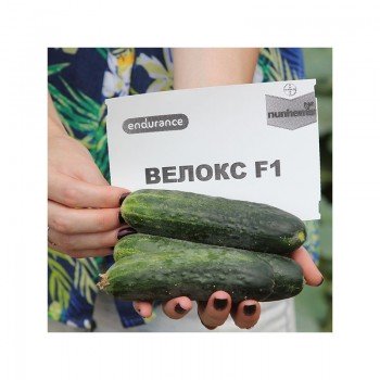 Велокс F1 семена партенокарпического огурца (Nunhems)