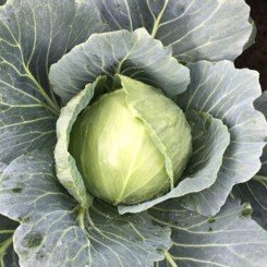 Вирджиния F1 семена капусты белокочанной (Lark Seeds)
