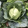 Вірджинія F1 насіння капусти білокачанної (Lark Seeds)