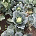 Вірджинія F1 насіння капусти білокачанної (Lark Seeds)