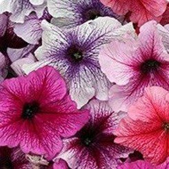 Виртуоз Берри миксд семена петунии крупноцветковой (Kitano Seeds)