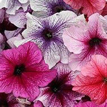 Віртуоз Беррі міксд насіння петунії великоквіткової (Kitano Seeds)