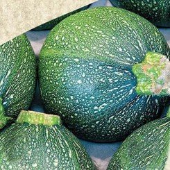 Зелена куля насіння кабачка (Satimex)