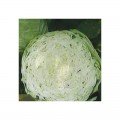 Золотой акр семян капусты белокочанной (Satimex).