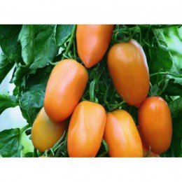 Золотой самородок семян помидора индетерминантного (GL Seeds)