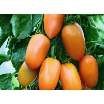 Золотий самородок насіння помідора індетермінантного (GL Seeds)