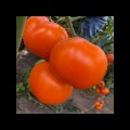 Еллоу Пешен F1 — семена томата Spark Seeds