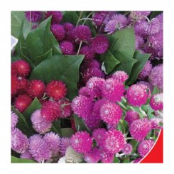 Земляничная поляна семян гомфрены (GL Seeds)