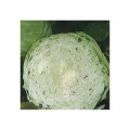 Золотой акр семян капусты белокочанной (Satimex).