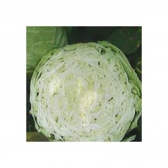 Золотий акр насіння білокачанної капусти (Satimex).